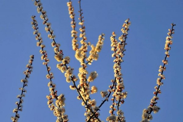 Луцьк цвіте та пахне. ФОТО