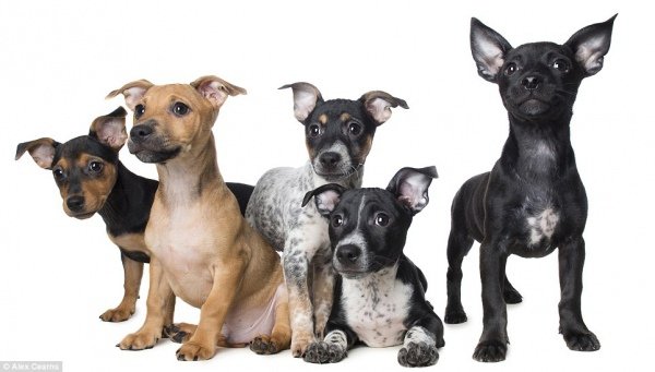 Позитивні тваринки. ФОТО