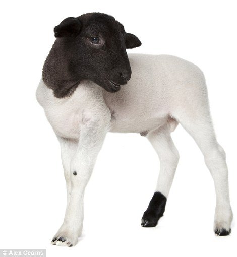 Позитивні тваринки. ФОТО