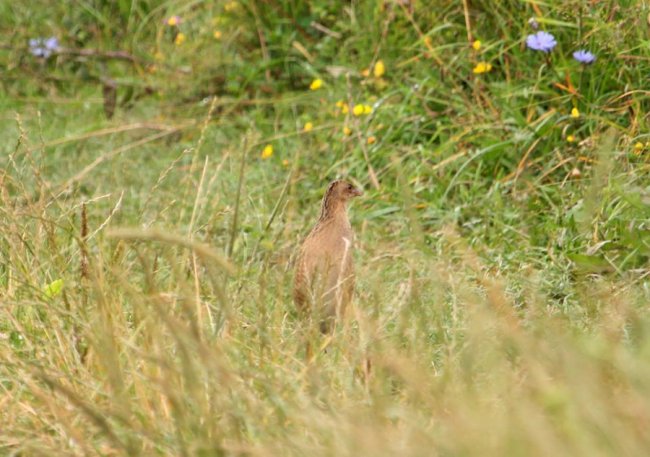 Волинський фотограф підловив грайливого птаха