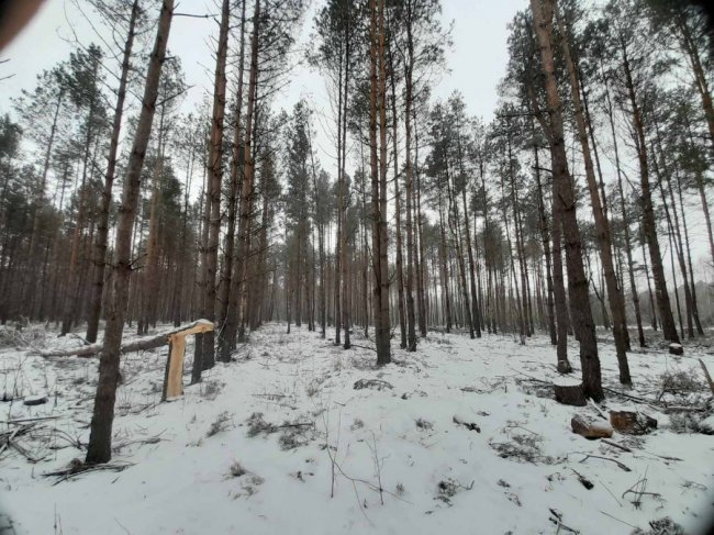 У громаді на Волині невідомі вирубали дерев на понад 5 мільйонів