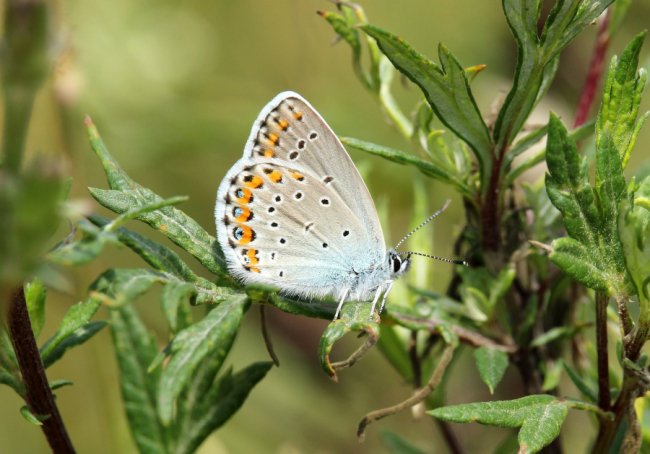 Дивовижні світлини метеликів в об’єктиві волинського фотографа