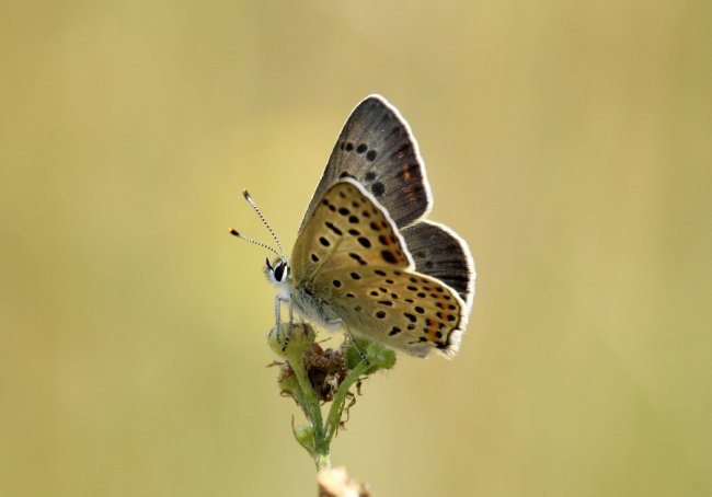Дивовижні світлини метеликів в об’єктиві волинського фотографа
