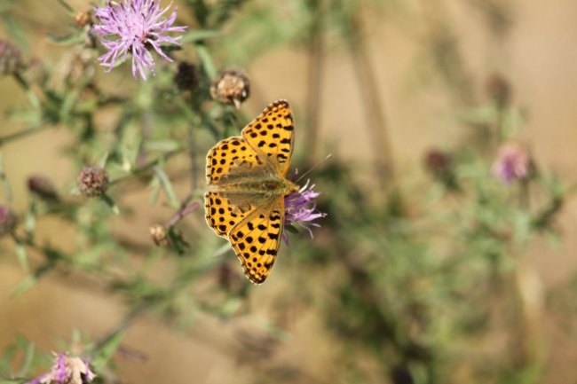 Дивовижні світлини метеликів в об’єктиві волинського фотографа