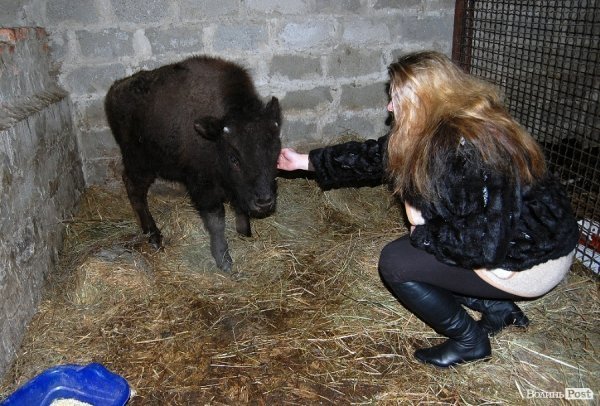 У Луцький зоопарк привезли нового бізона. ФОТО