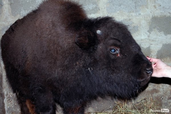У Луцький зоопарк привезли нового бізона. ФОТО