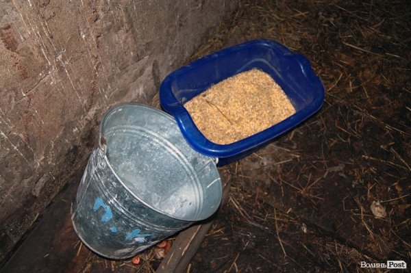 У Луцький зоопарк привезли нового бізона. ФОТО