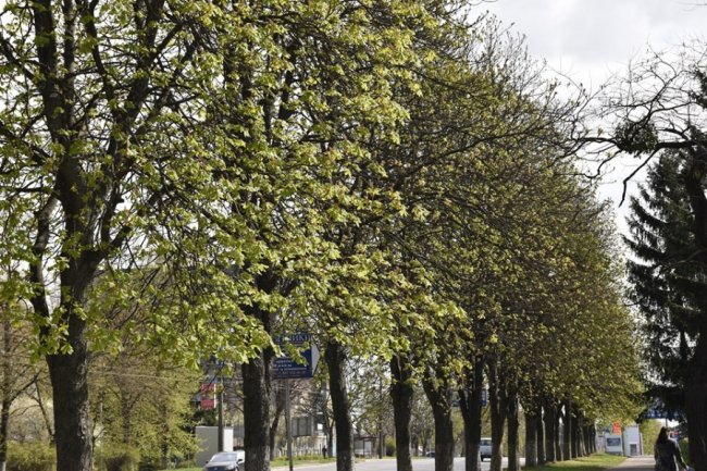 У Луцьку лікують каштани 