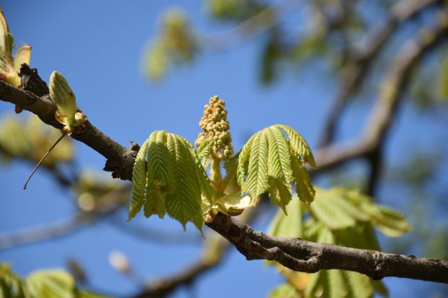 У Луцьку лікують каштани 
