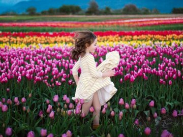 Завтра на Волині стартує масштабний тюльпановий фестиваль