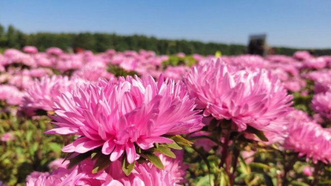 На Волині розпочався осінній фестиваль квітів.ВІДЕО.ФОТО