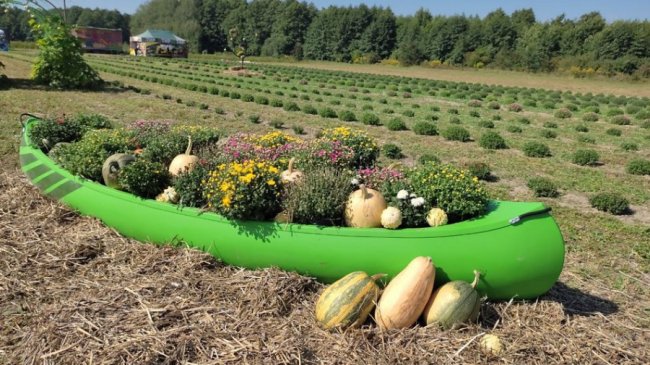 На Волині розпочався осінній фестиваль квітів.ВІДЕО.ФОТО