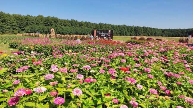 На Волині розпочався осінній фестиваль квітів.ВІДЕО.ФОТО