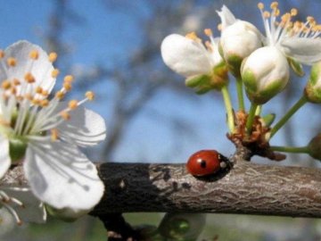 Погода на 25 квітня у Луцьку та Волинській області