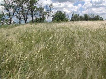 На Волині злодій переховувався від поліції у полі