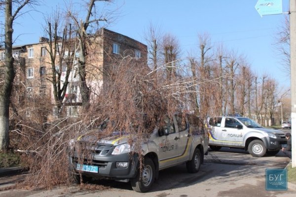 У Нововолинську дерево впало на поліцейську машину. ФОТО. ВІДЕО