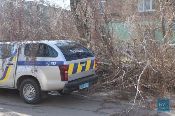 У Нововолинську дерево впало на поліцейську машину. ФОТО. ВІДЕО