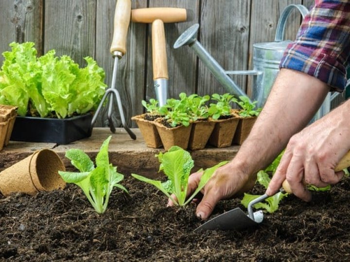 Місячний посівний календар на квітень 2025 року: сприятливі та несприятливі дні