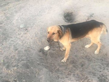 Людська жорстокість лякає: на Волині чоловік прив'язав собаку посеред поля. ФОТО 