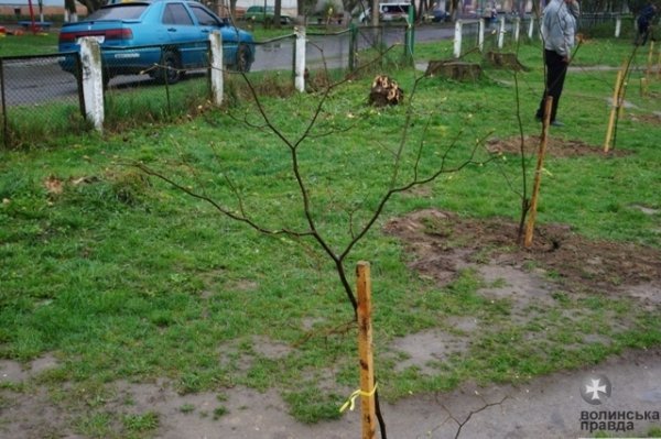 У Луцьку школярі висадили «Алею випускників». ФОТО