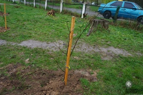 У Луцьку школярі висадили «Алею випускників». ФОТО