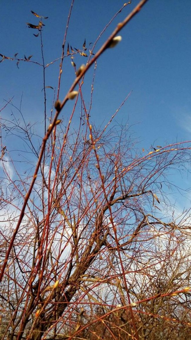 У Шацьку на вербі розквітли «котики». ФОТО