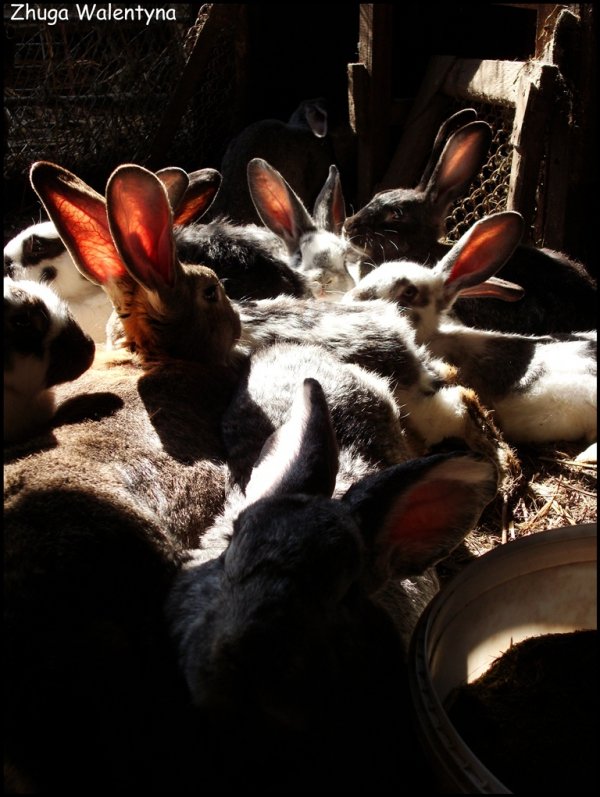 Фотовиставка Валентини Жуги