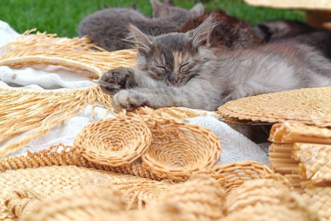 Народна майстриня з Волині із сім'єю заготовляє матеріали для соломоплетіння. ВІДЕО