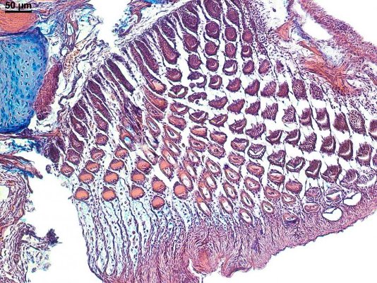 Поперечний переріз зубців ротової присоски Ancistrus dolichopterus (ІІІ місце, «Мікроскопія»).  