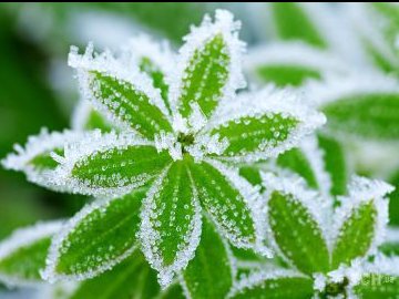 Йде похолодання: волинян попередили про близькі заморозки