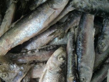 На Волині у бізнесмена вилучили 46 тонн  морепродуктів