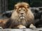 Через смерть найбільшого лева у Луцькому зоопарку може поселитися новий король звірів 