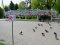 У місті на Волині заборонили годувати голубів біля фотостенда на честь загиблих Героїв