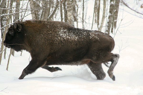 Волинські лісівники показали живих зубрів. ФОТО