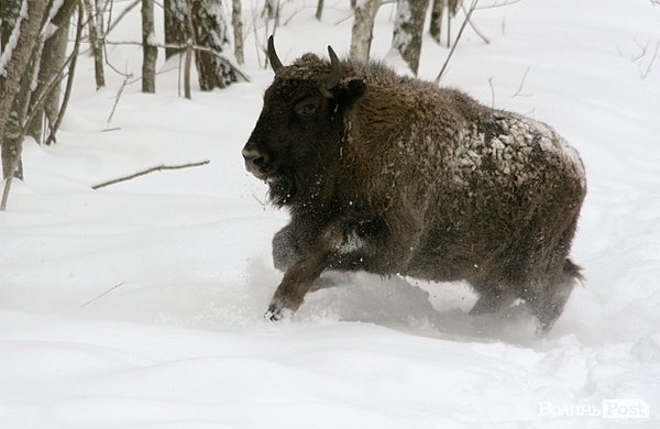 Волинські лісівники показали живих зубрів. ФОТО