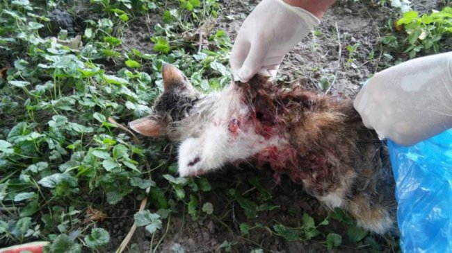 «Серед нас живуть вбивці»: у Луцьку знайшли понівечений труп кота. ФОТО 18+