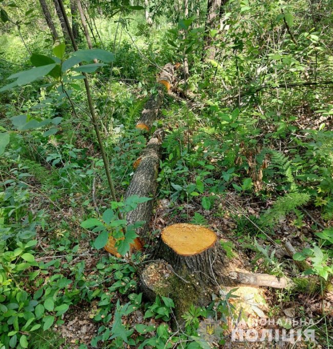 19-річний волинянин накрав лісу на 40 тисяч гривень. ФОТО