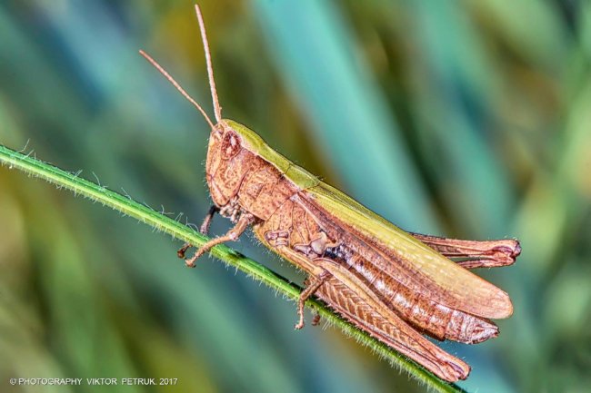 Останній день літа на світлинах луцького фотографа