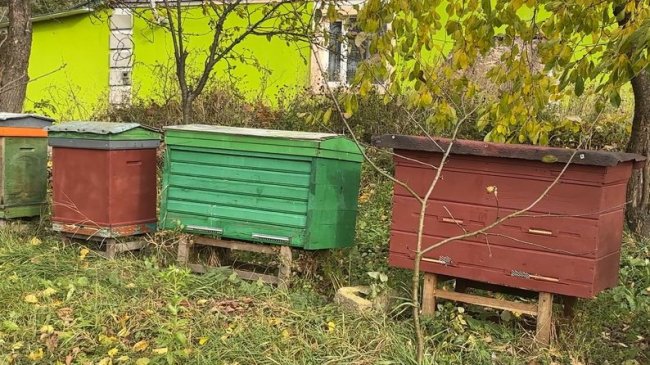 Зберегти пасіку до повернення тата: 22-річна волинянка доглядає за бджолами зниклого на війні батька 