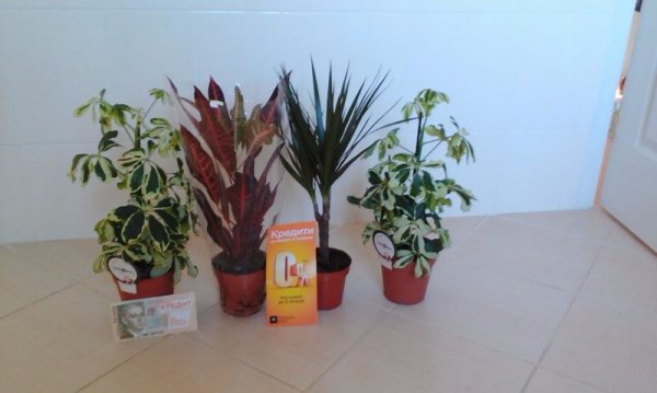 Platinum Bank створить в лікарнях Луцька екологічні куточки*