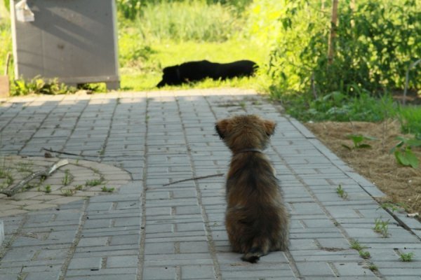 Фотовиставка Олександра Пизи