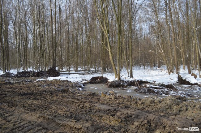 Лісівники показали, як підкорюють волинські джунглі. ФОТО
