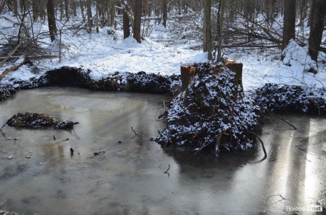 Лісівники показали, як підкорюють волинські джунглі. ФОТО