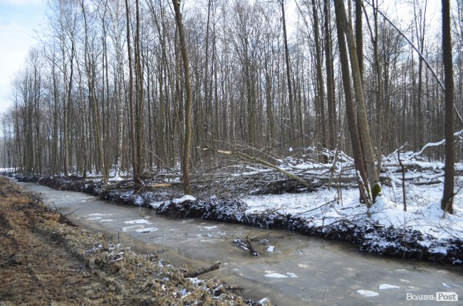 Лісівники показали, як підкорюють волинські джунглі. ФОТО