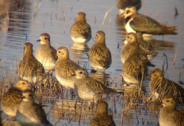 Лісова пісня озерного Полісся. ФОТО