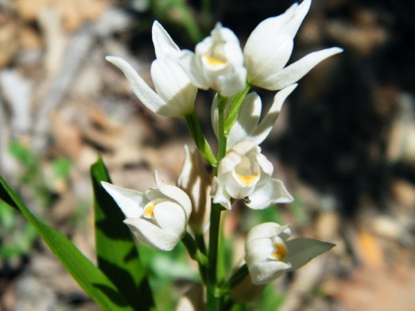 Лісова пісня озерного Полісся. ФОТО