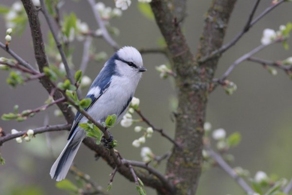 Лісова пісня озерного Полісся. ФОТО