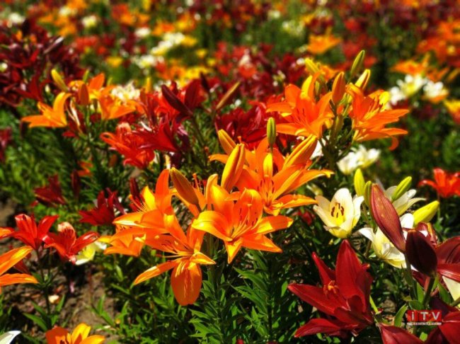 На Рівненщині подружжя виростило плантацію лілій. ФОТО