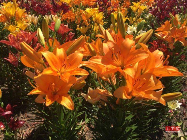 На Рівненщині подружжя виростило плантацію лілій. ФОТО