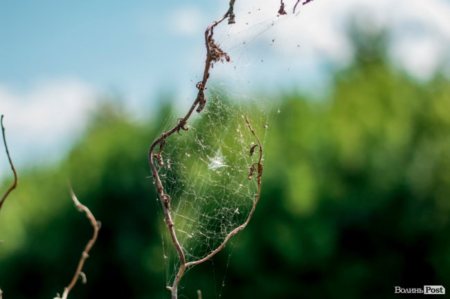 Літо у луцькому парку. ФОТО